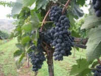 montepulciano.jpg